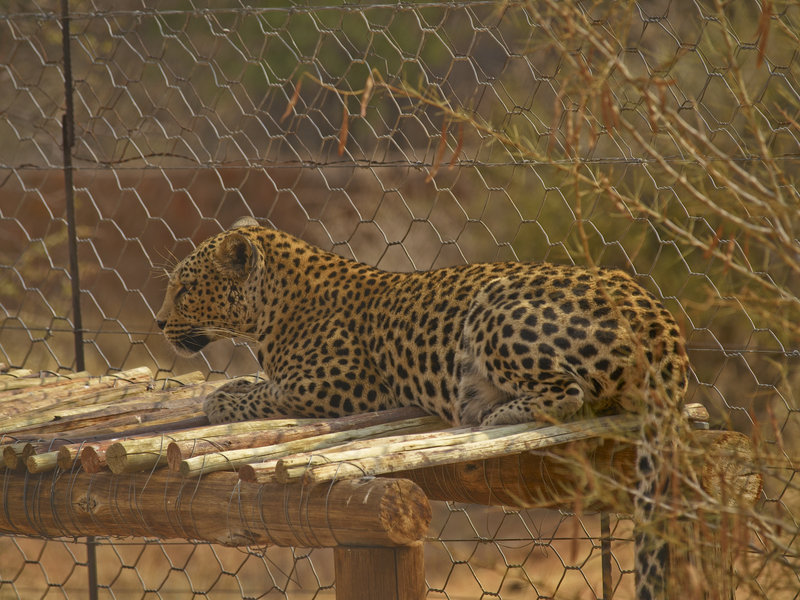 Leopard, Hammerstein Lodge